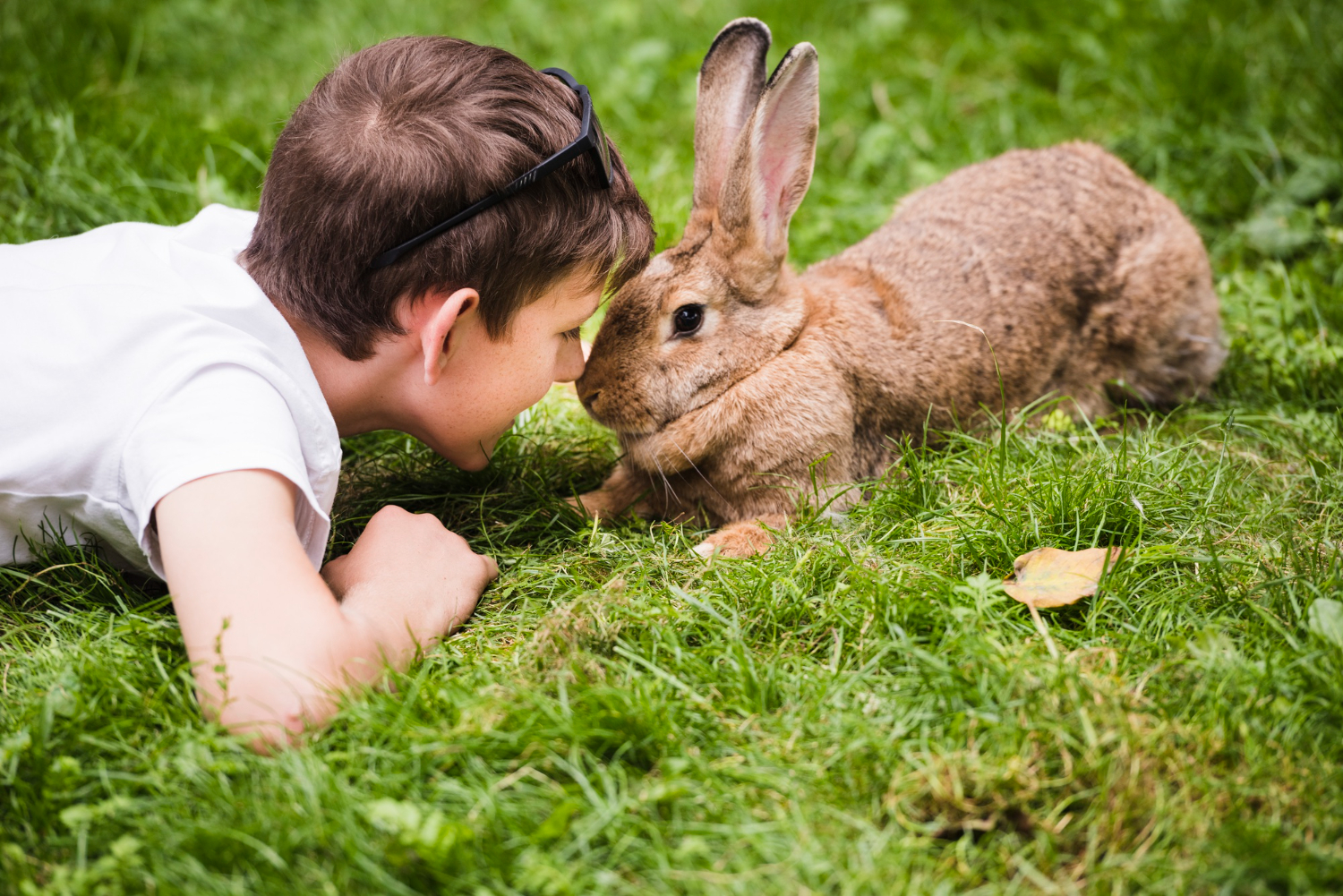 cómo cuidar un conejo